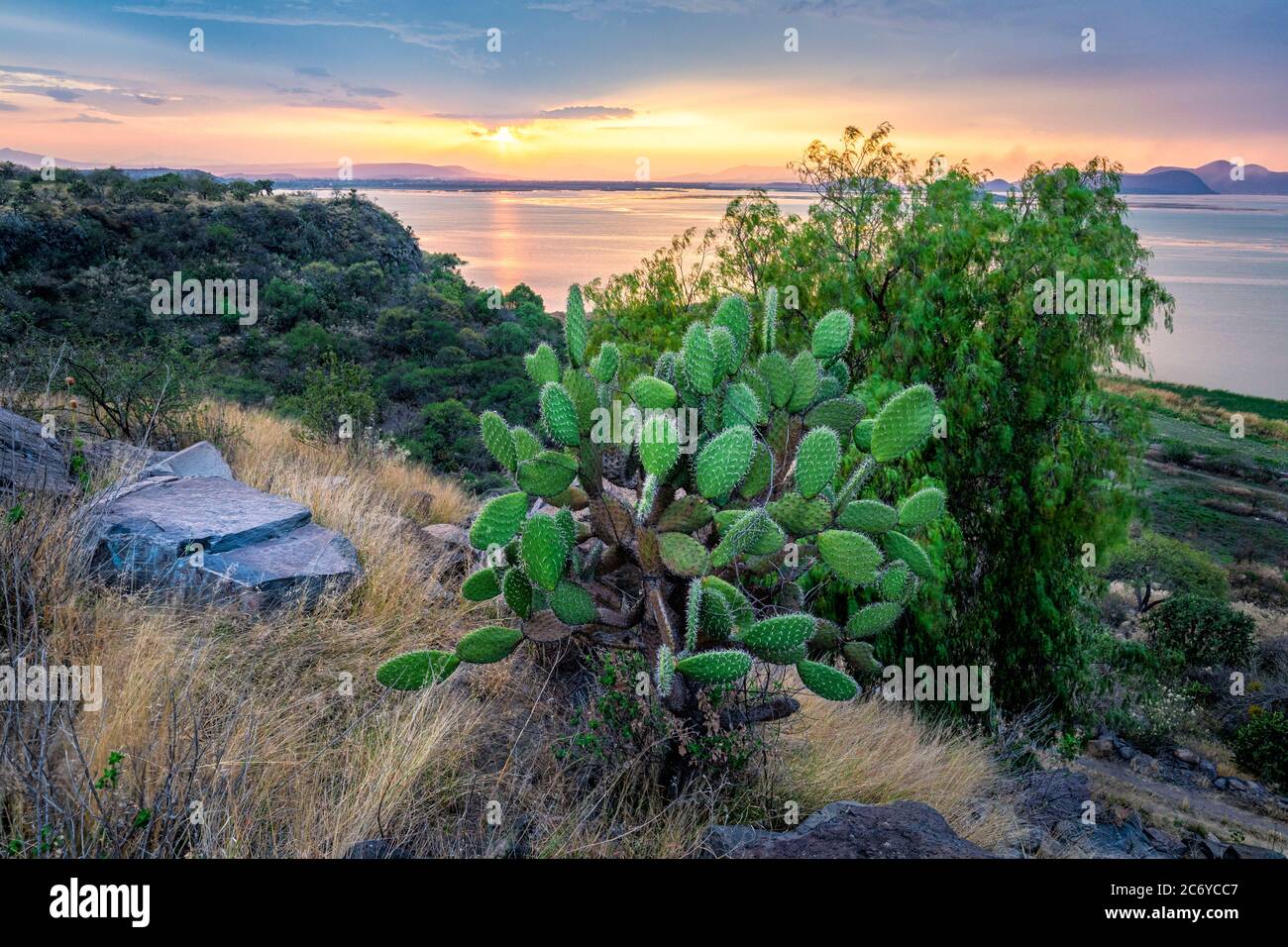 Prickly Pear cactus vicino al lago Cuitzeo a Michoacan, Messico. Foto Stock