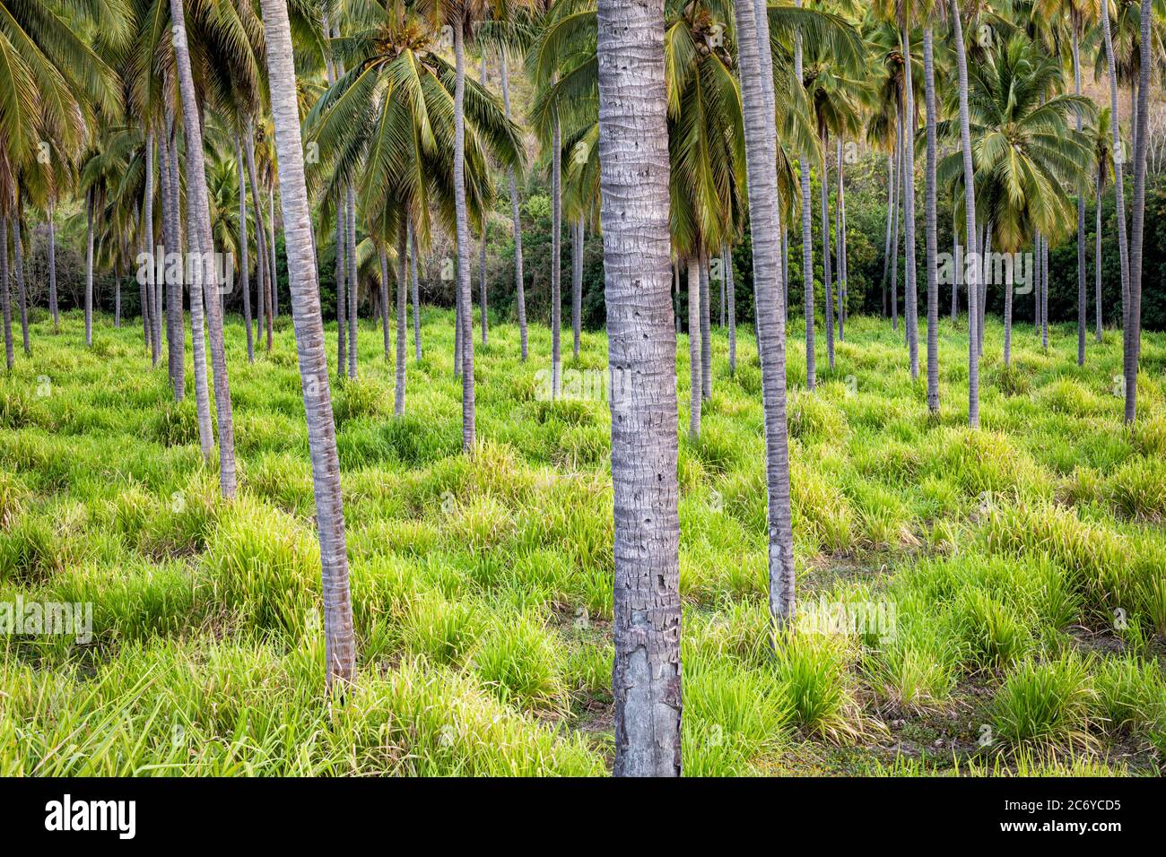 Frutteto di cocco all'alba vicino alla costa di Guerrero, Messico. Foto Stock