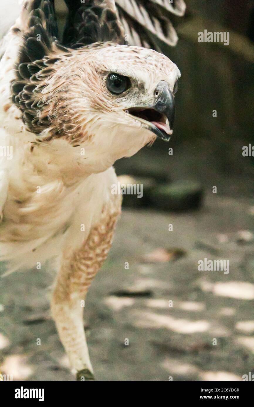 Fotografia di falco Foto Stock