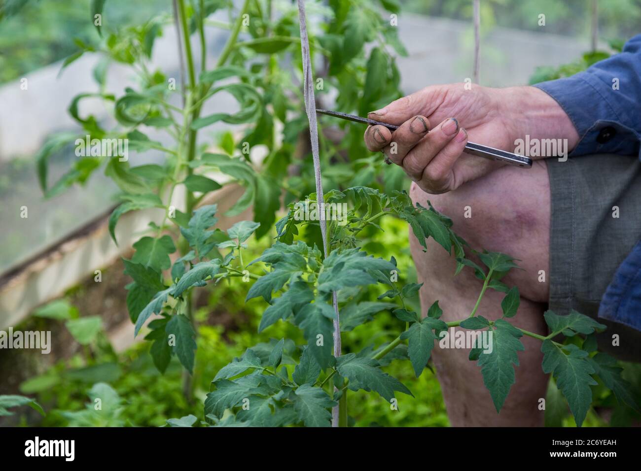 uomini adulti pizzicare e rimuovere le ventose sulla pianta di pomodoro Foto Stock