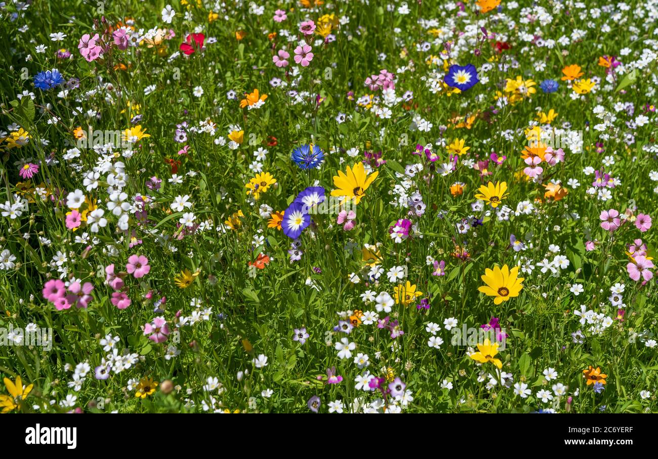 Bel prato di fiori colorati in estate Foto Stock