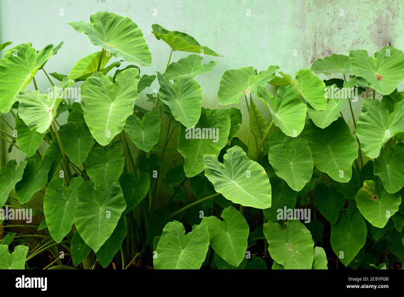 Foglie di radice verde commestibile in natura davanti a muro di mattoni Foto Stock