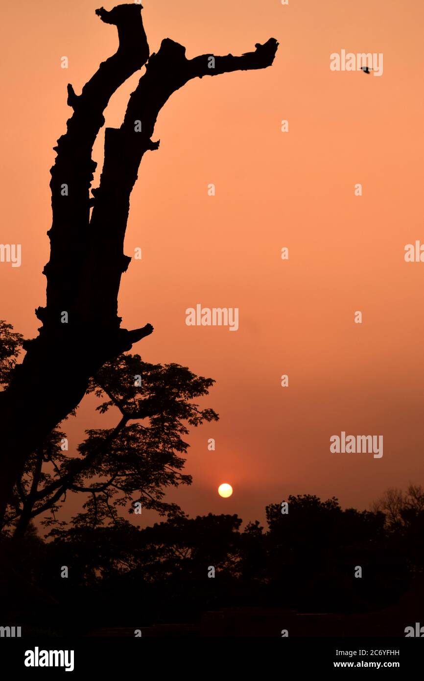 Silheoutte di corteccia di albero e Sunset bellezza in natura Foto Stock