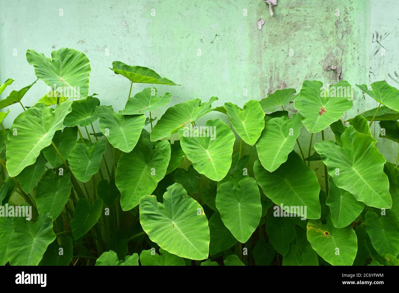 Foglie di radice verde commestibile in natura davanti a muro di mattoni Foto Stock