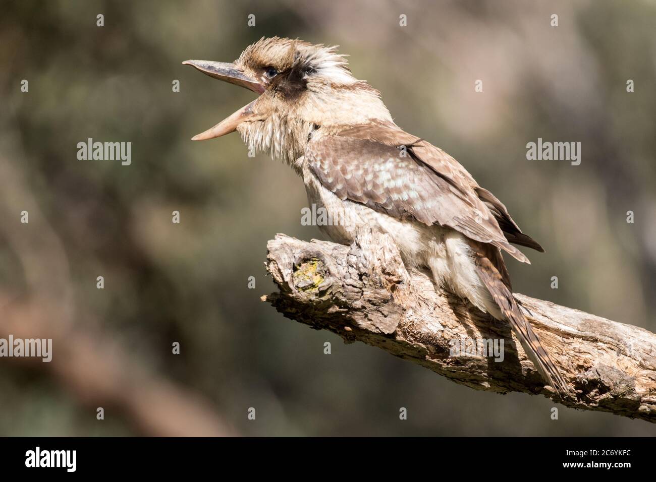Ridendo Kookaburra con il becco aperto Foto Stock