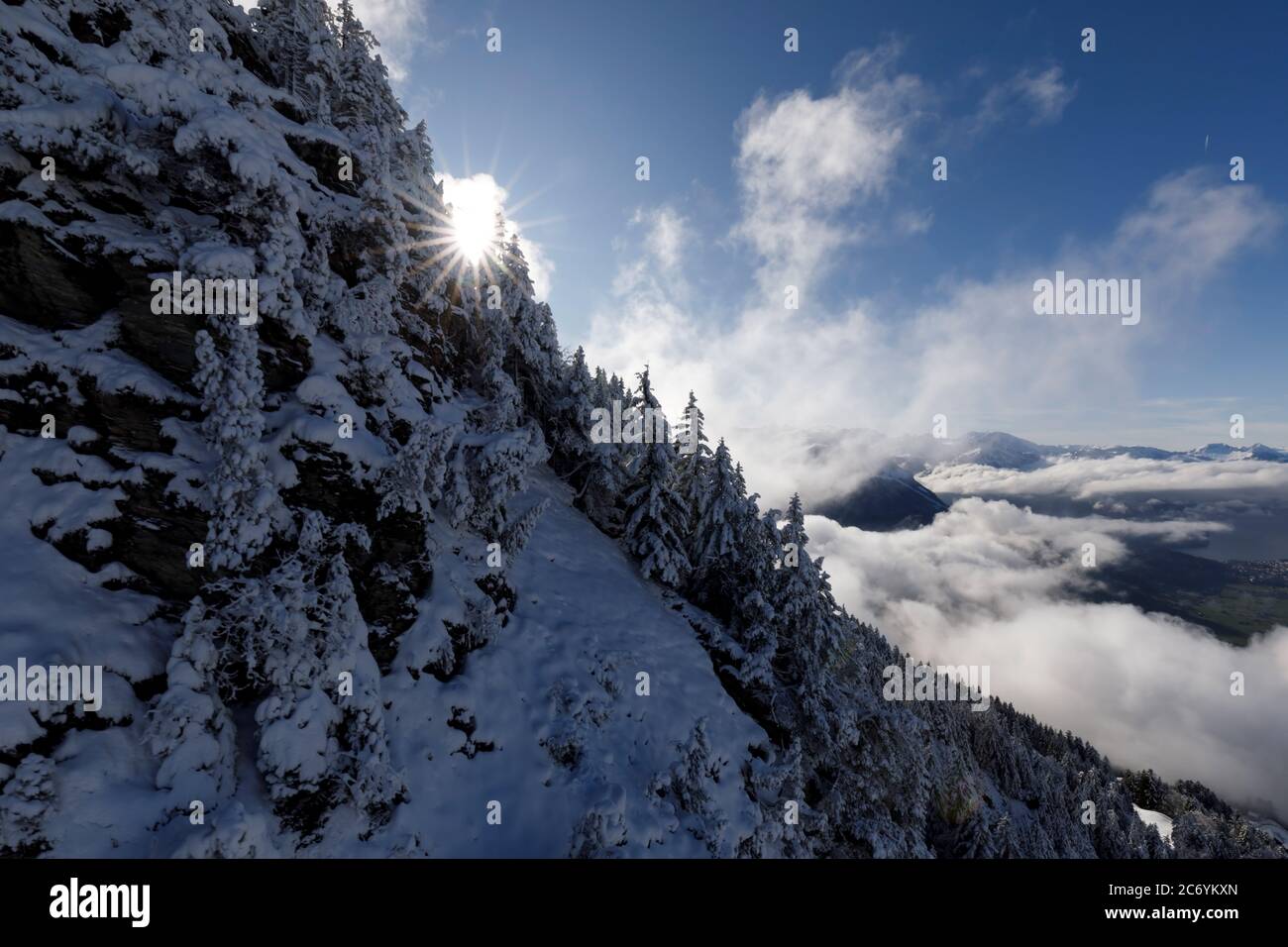 Alberi di abete appena innevati con il sole che splende attraverso i rami, Rotenflue, Canton Schwyz Foto Stock