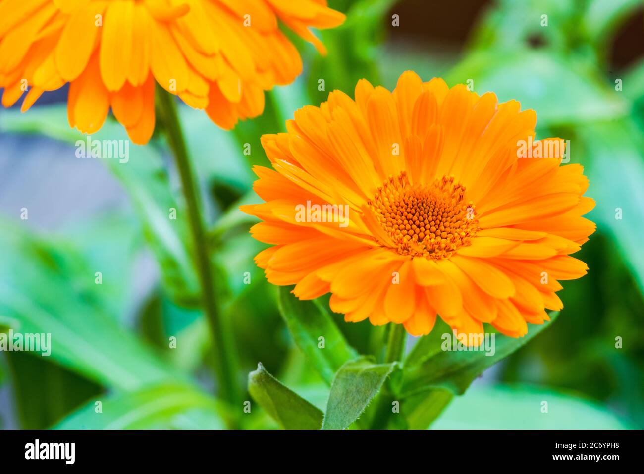 Vasetto marigold (Calendula officinalis) in arancione Foto Stock
