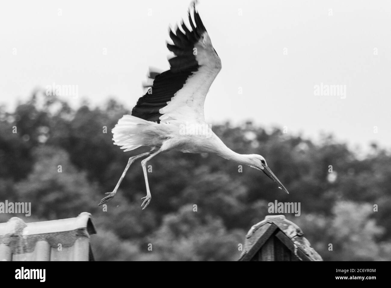 Bella grande cicogna bianca (Ciconia ciconia) prendendo il volo dal camino casa, con foresta e cielo sullo sfondo Foto Stock