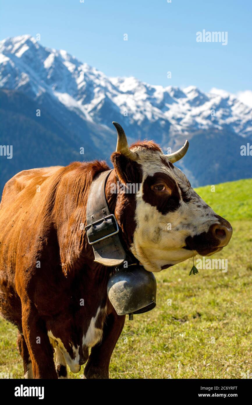 Mucca di Abondance nelle Alpi francesi, Savoia, Auvergne Rodano Alpi, Francia Foto Stock