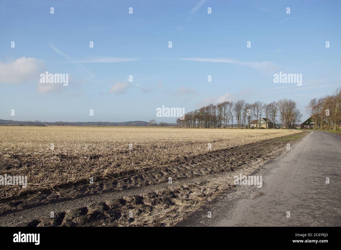 Campo di bulbo in inverno coperto di paglia per proteggere le lampadine dal gelo. Con cingoli pneumatici del trattore e una strada stretta per le aziende agricole. Paesi Bassi, gennaio Foto Stock