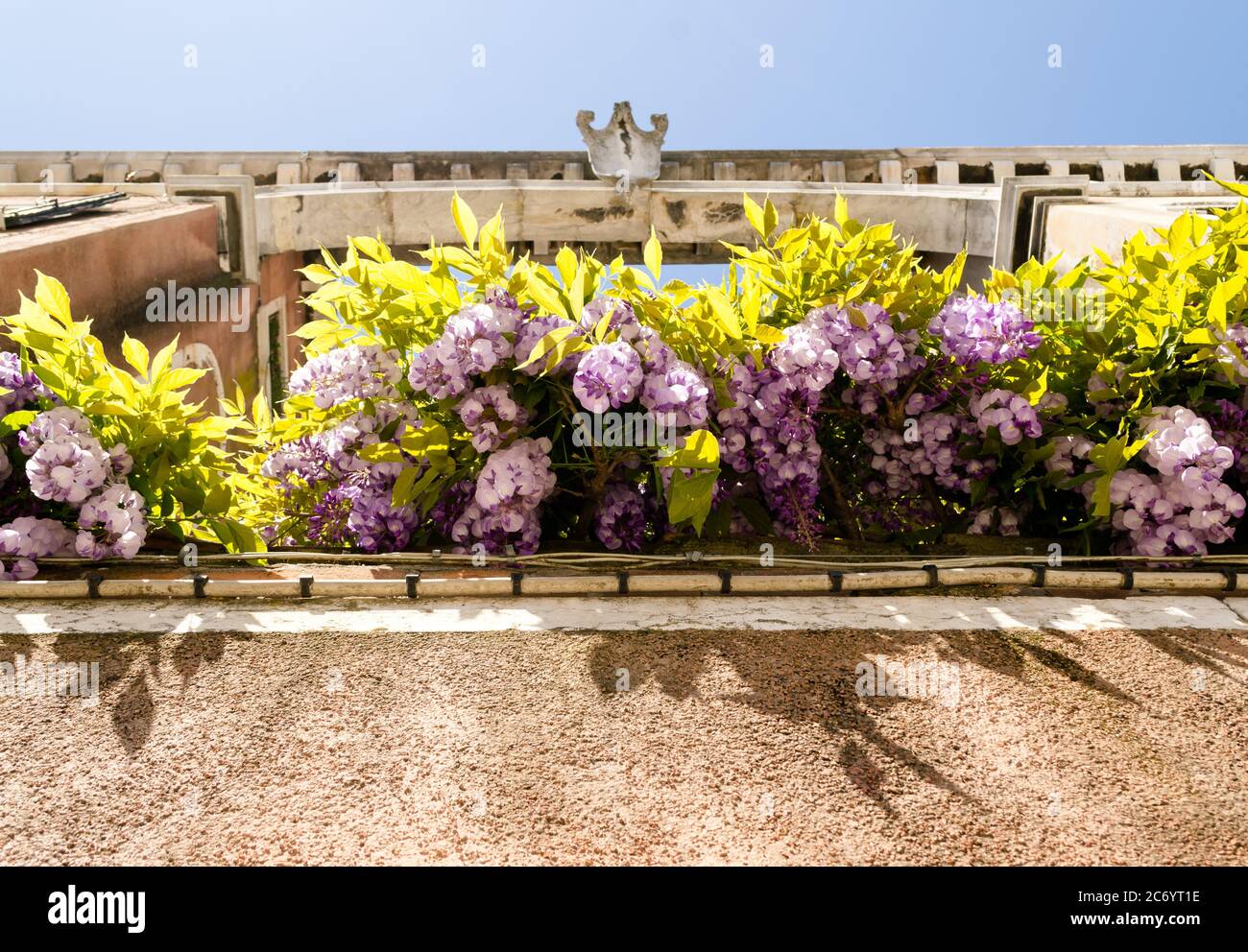 In primavera a Venezia, un balcone pieno di fiori di glicine regala una bella vista sulla città Foto Stock