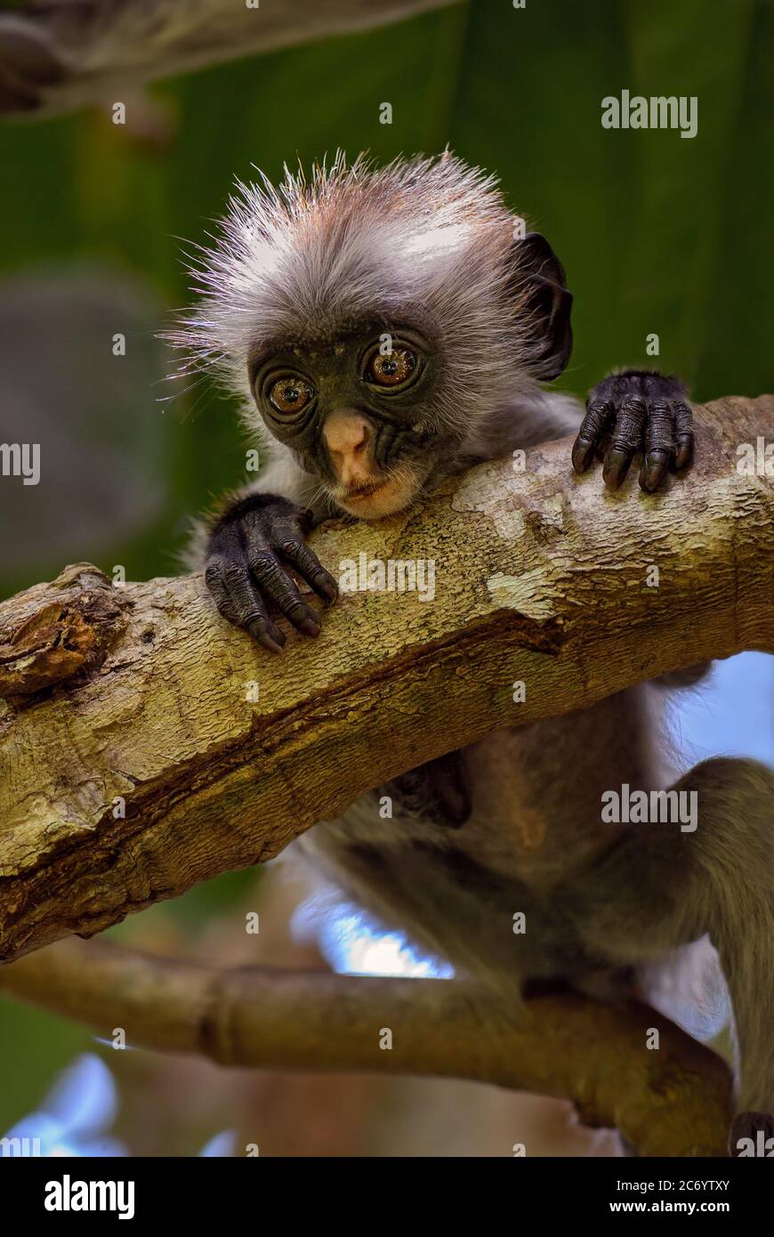 Zanzibar Colobus Rosso - Piliocolobus kirkii, splendido primate colorato endemico nelle foreste dell'isola di Zanzibar, Tanzania. Foto Stock