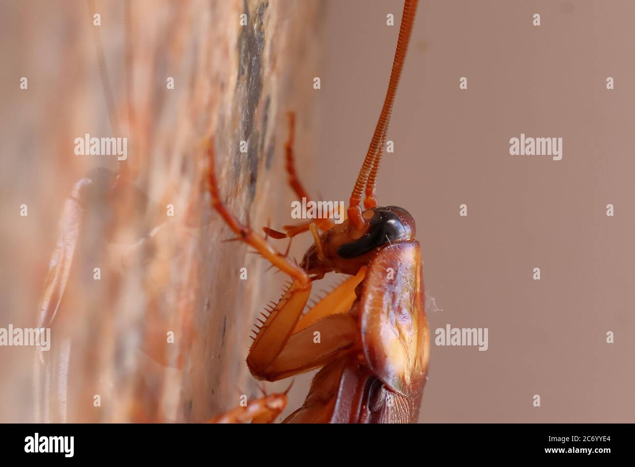 macro colpo di scarafaggio sulla pietra di granito, immagine di insetto Foto Stock