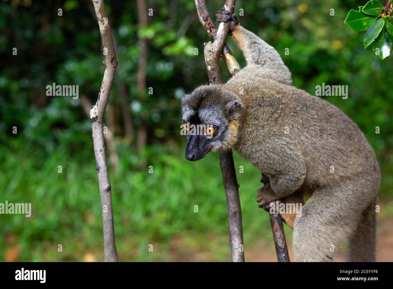 Un lemur guarda i visitatori dal ramo di un albero Foto Stock
