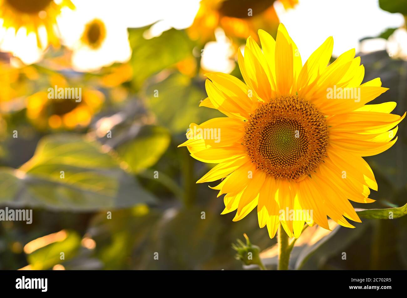 Fiori di girasole grandi alla luce del sole. Fiori gialli in un campo agricolo in Italia. Il concetto di agricoltura, prodotti ecologici. Semi crescenti per petrolio. Bokeh, fuoco selettivo Foto Stock