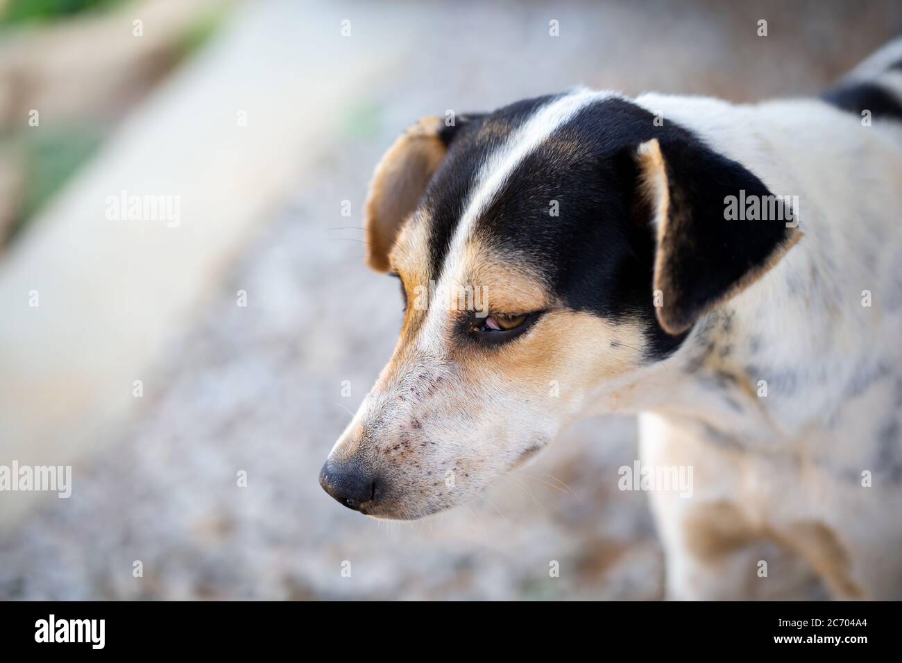 Un cane di strada sull'isola di Madagascar Foto Stock