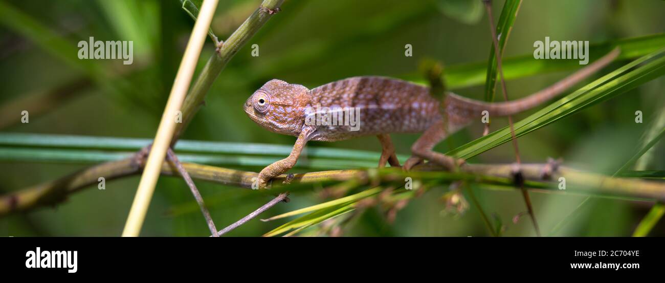 Un piccolo camaleonte nella foresta pluviale sull'isola del Madagascar Foto Stock