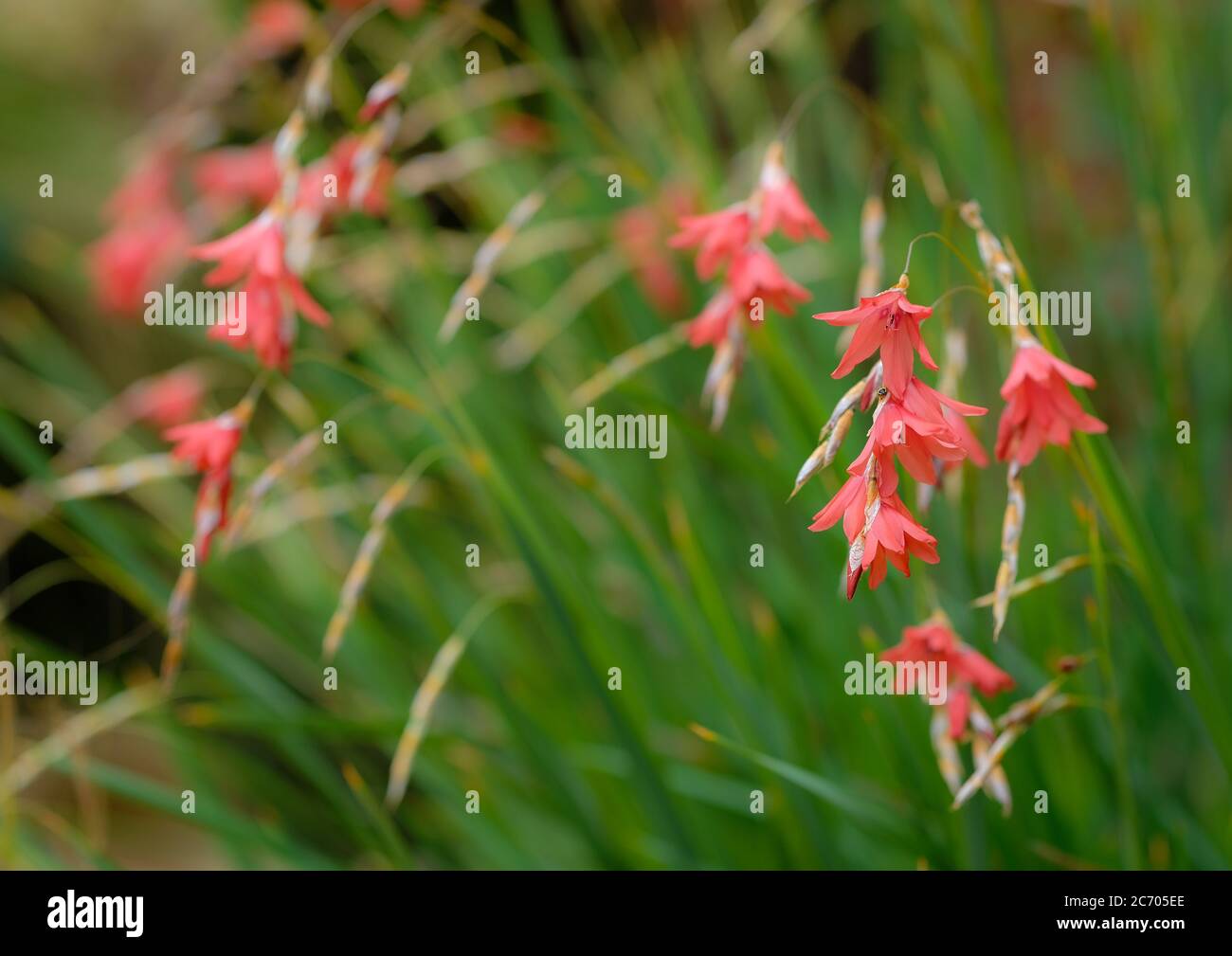 I fiori di Dierama sono anche conosciuti come i pettini, gli angeli pesca canna, fiabocchi e fiori di vandro. Foto Stock