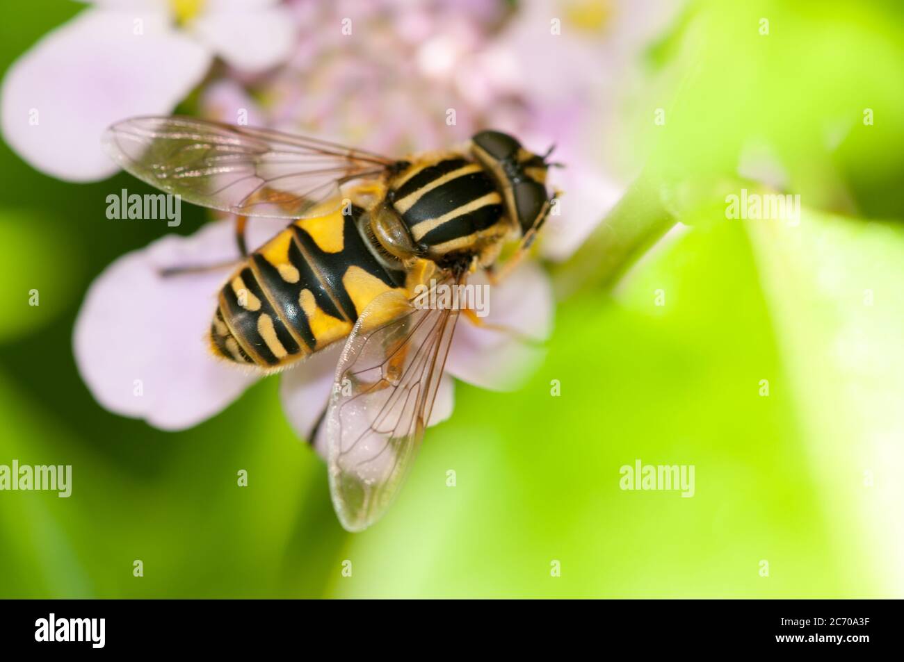 Hover Fly seduta su un fiore di giardino rosa e bianco in un giardino britannico Foto Stock