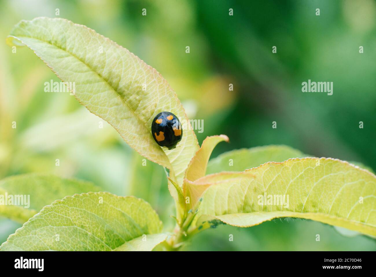 Un ladybug nero e giallo si trova su una foglia di un albero da giardino Foto Stock