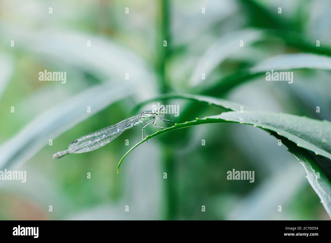 Freccia Dragonfly verde seduta su una foglia di erba Foto Stock