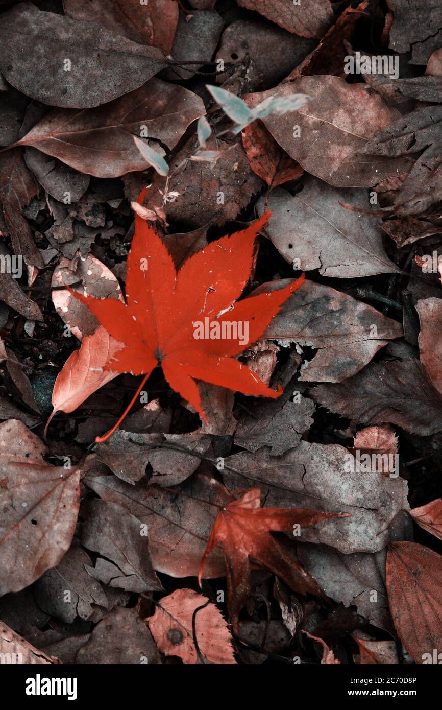 Foto di foglie caduti alla fine dell'autunno Foto Stock