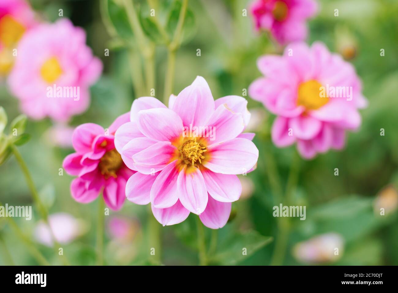 Fiori rosa Dahlia nel giardino estivo. Sfondo fiore Foto Stock
