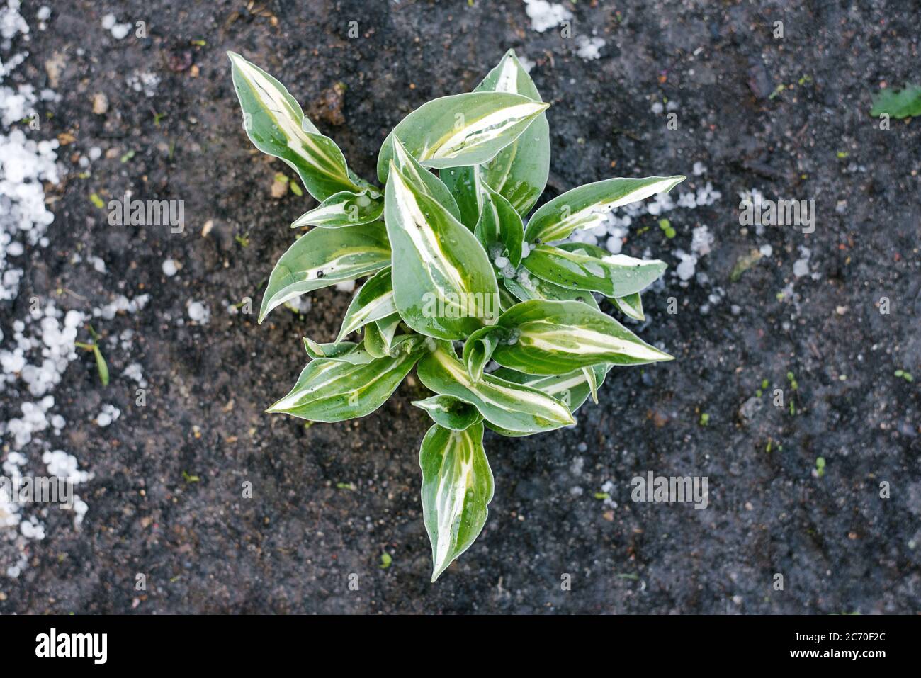 Hosta Striptease, battuto dalla grandine estiva Foto Stock