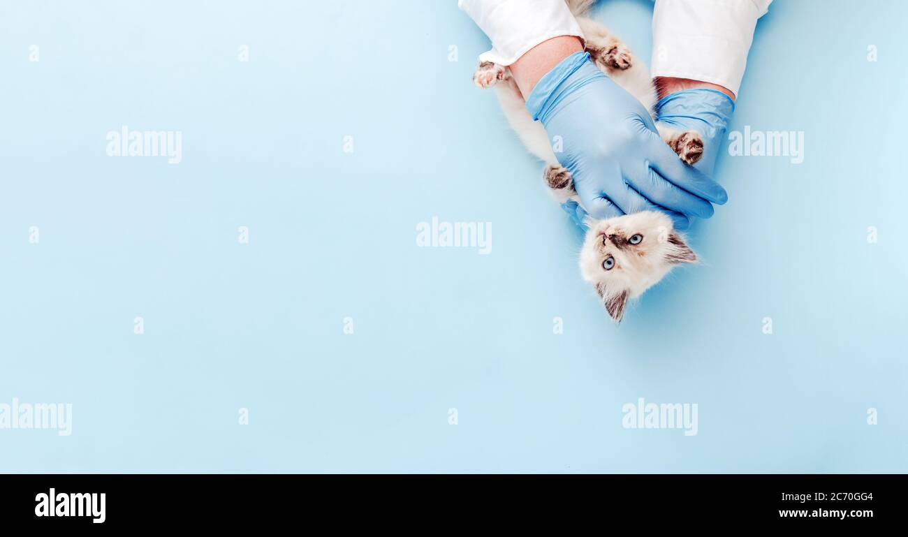 Esame del veterinario kitten. Gattino bianco in medico mani su sfondo blu colore. Cucciolo check up, vaccinazione in clinica veterinaria animale. Salute Foto Stock