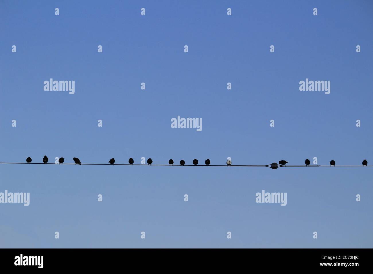 Un gregge di piccioni che si levano fianco a fianco su un filo elettrico in attesa dell'alba Foto Stock
