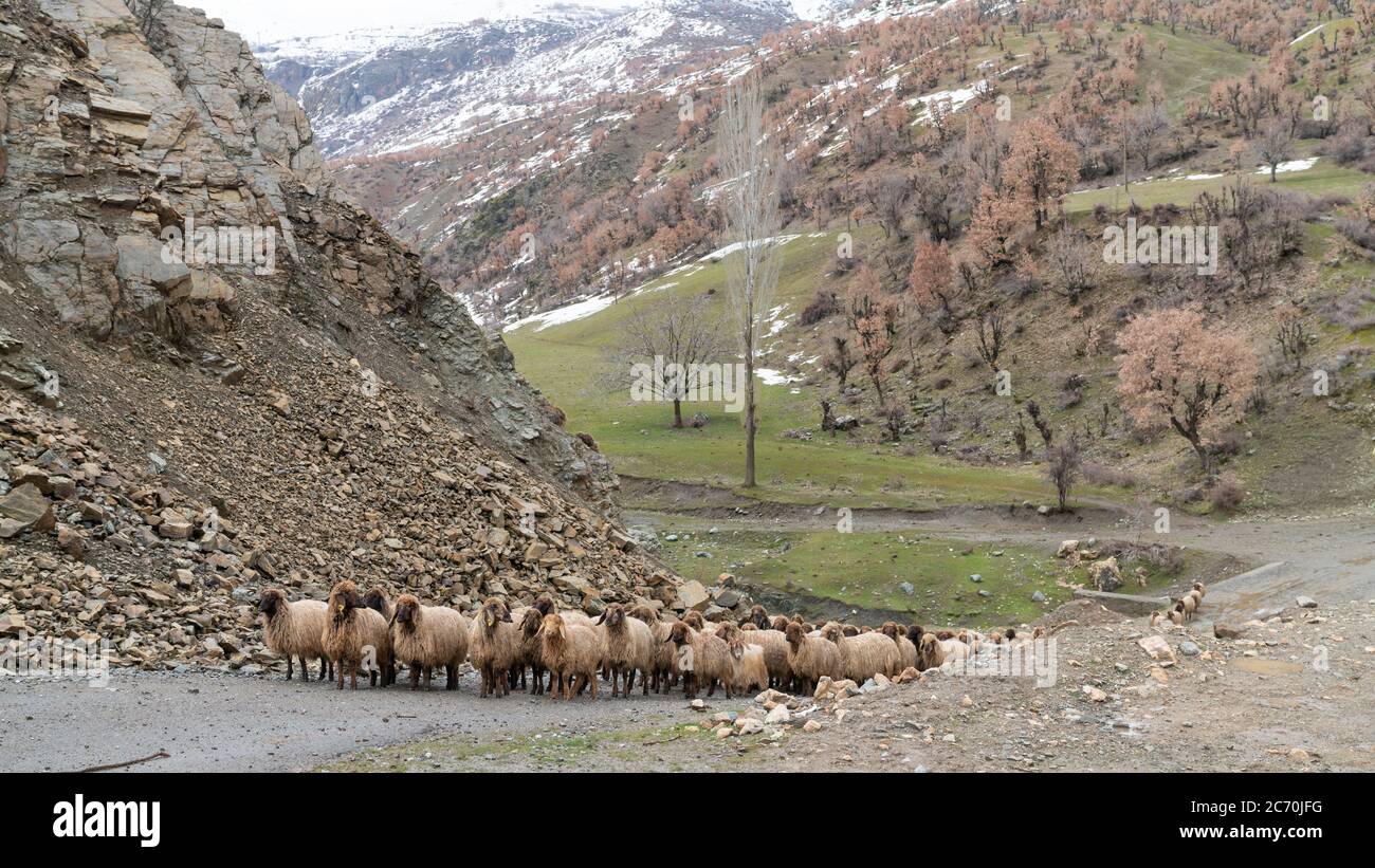 Gregge di pecore nella Turchia orientale, Bitlis Foto Stock
