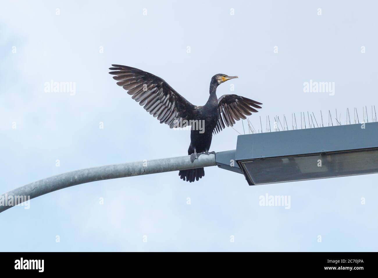 Cormorant vicino a Zeltingen in Rheinland-Pfalz, Germania Foto Stock
