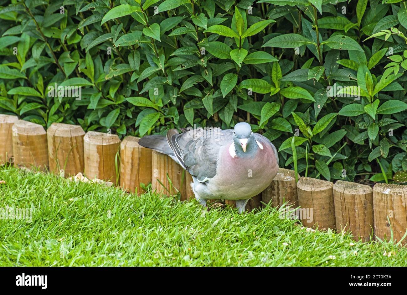 Piccione di legno alla ricerca di semi di uccelli in un giardino. Foto Stock