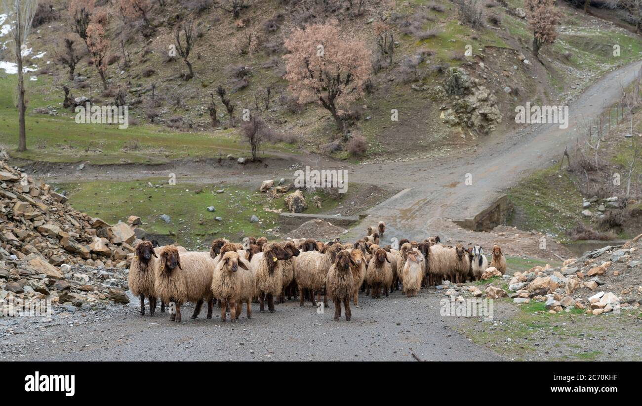 Gregge di pecore nella Turchia orientale, Bitlis Foto Stock