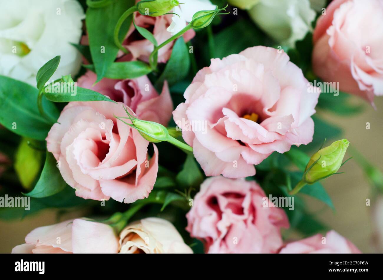 Bel fiore rosa eustoma (lisianthus) in piena fioritura con foglie verdi. Foto Stock