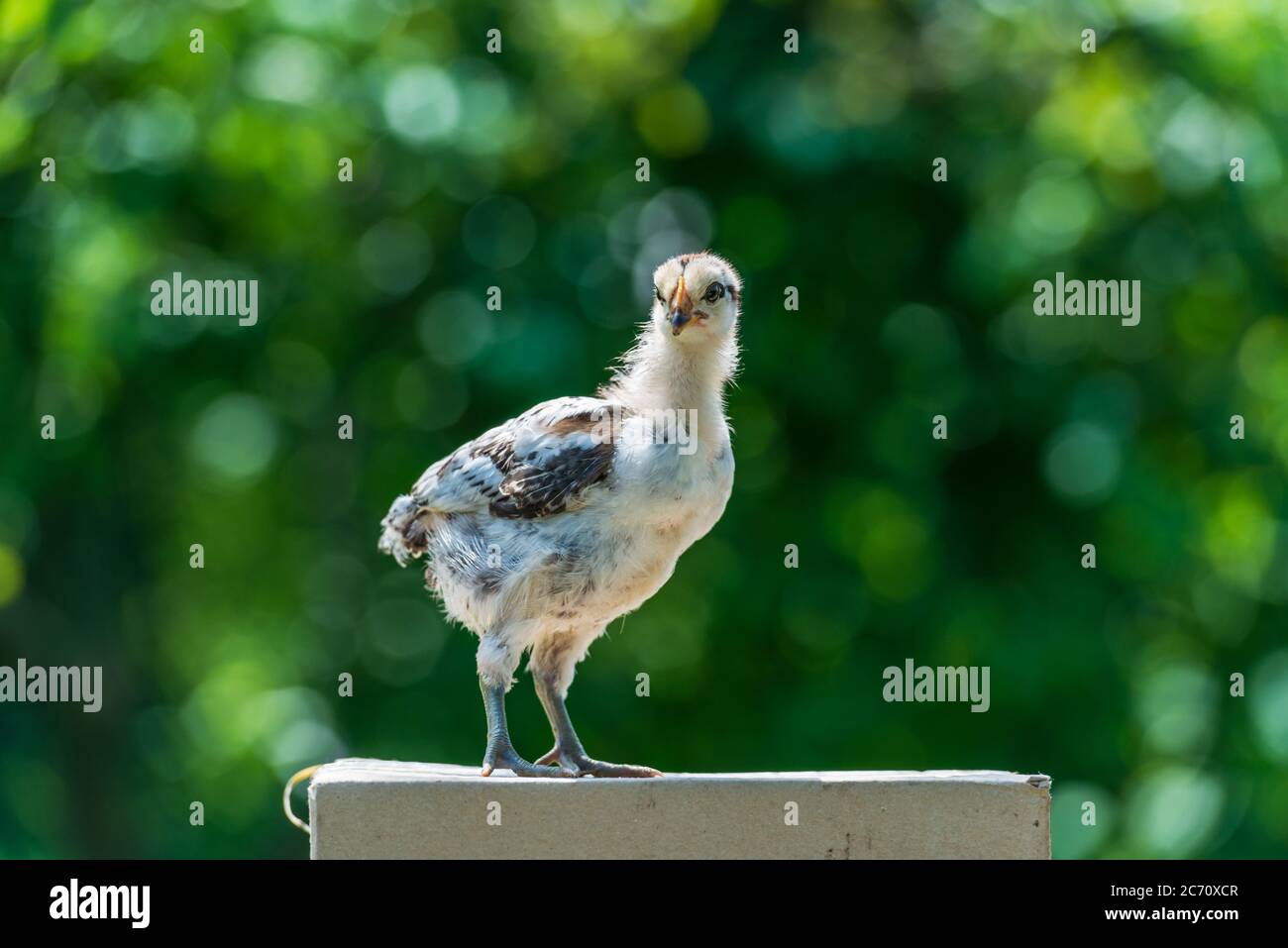 Carino pollo giovane su sfondo naturale Foto Stock