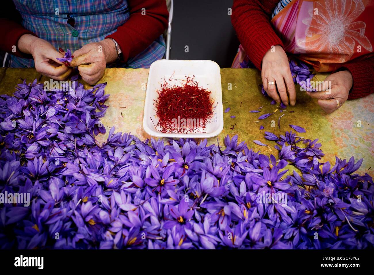 Due donne hanno svelato gli stigmi dei fiori di zafferano nella struttura che Azafranes de Minaya ha a Minaya, in Spagna. Data: 30-10-2015. Fotografo: Xabier Mikel Laburu. María Ángeles Serrano e suo marito Juan Antonio Ortiz si prendono cura di una società di famiglia chiamata Azafranes de Minaya che coltiva circa 8 ettari di fiore di zafferano nel mezzo della regione della Castiglia, producendo circa 100 kg di prodotto finale all'anno. Foto Stock