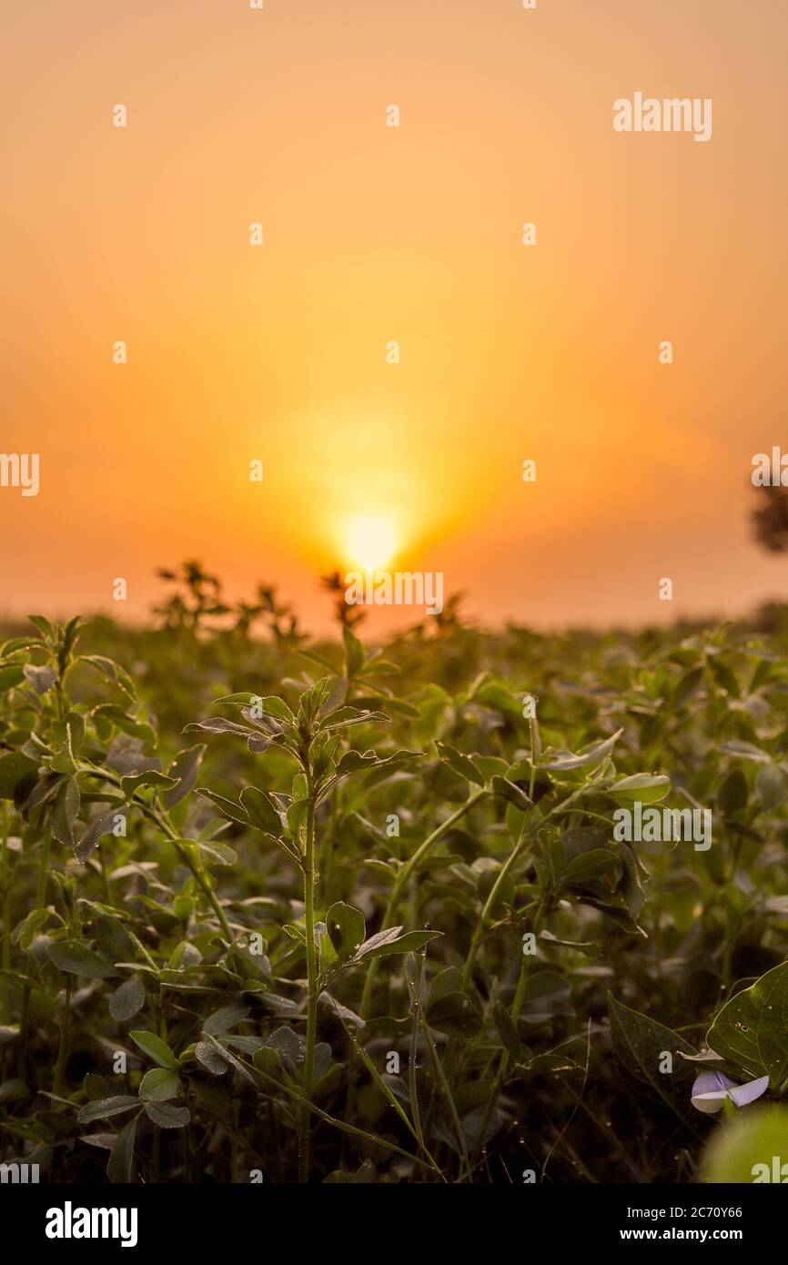 Pianta crescente al sole del mattino Foto Stock