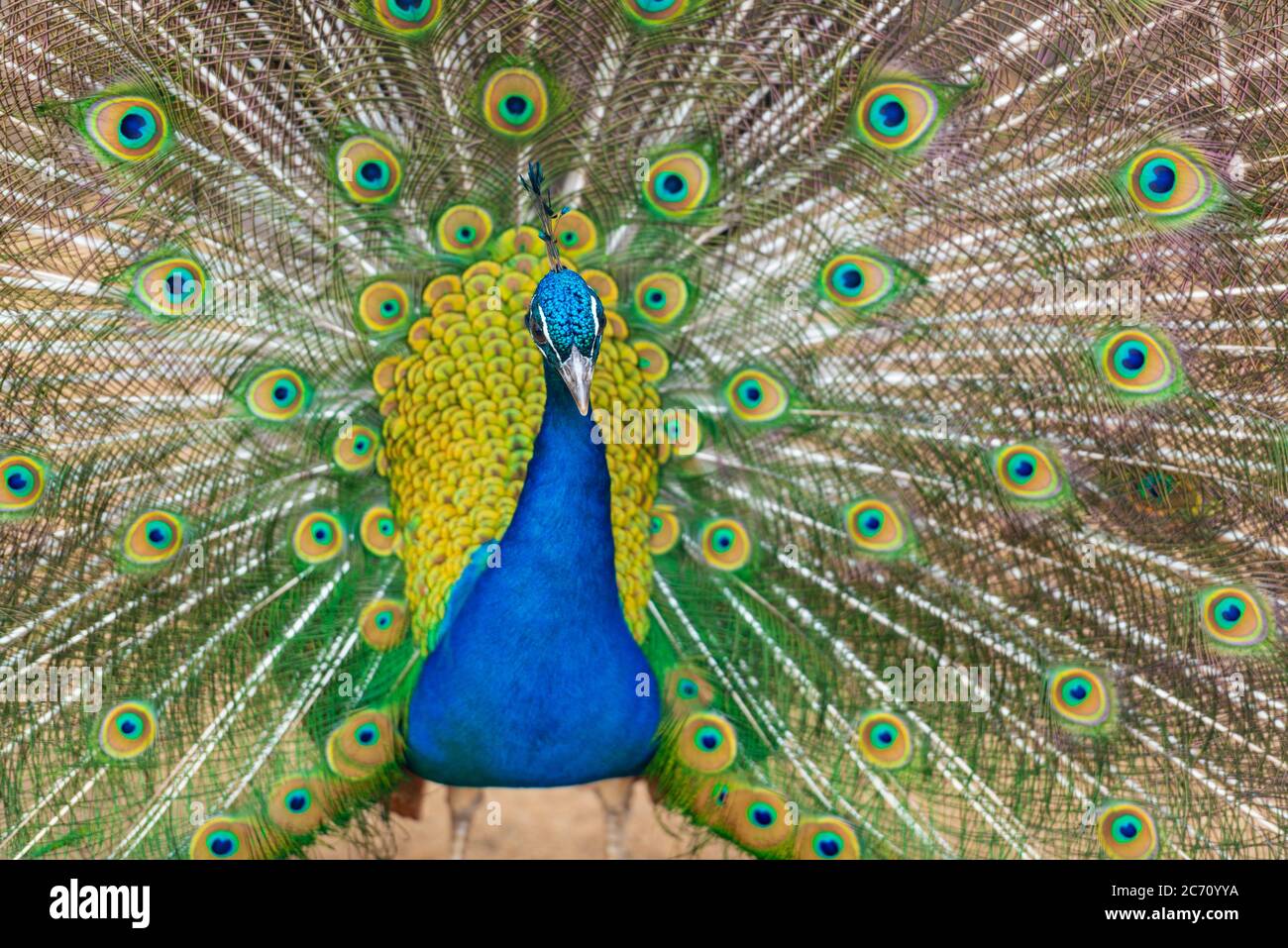 Testa color pavone con piume lucide Foto Stock