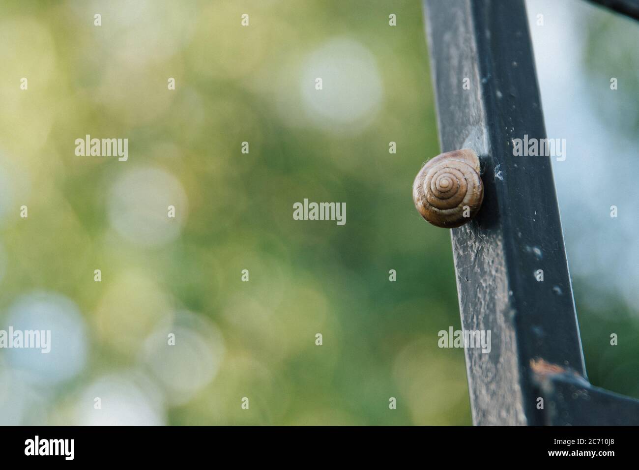 Una lumaca d'uva in un guscio marrone si striscia lungo una recinzione nera di ferro. Foto Stock