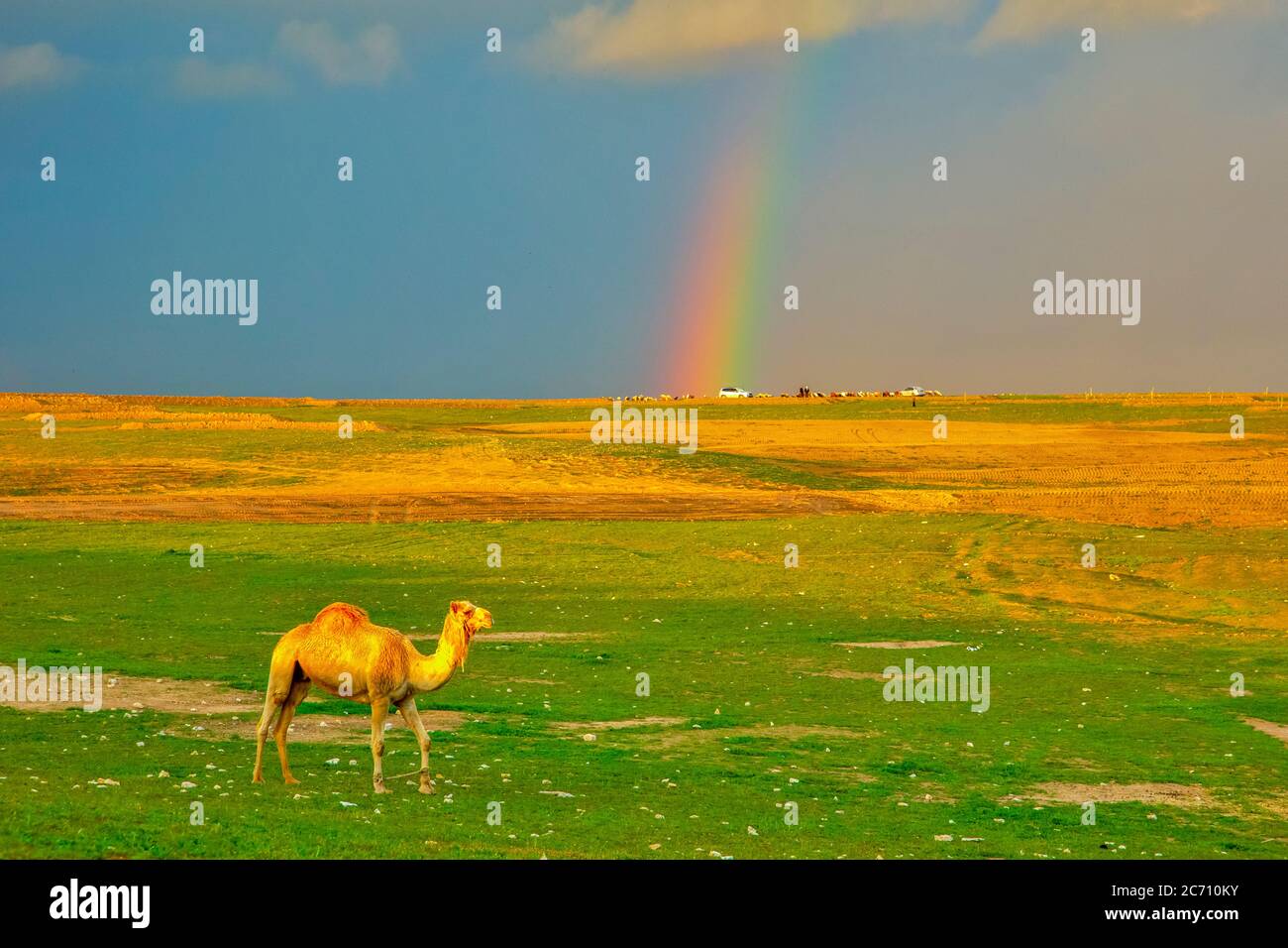 Un soluto dromedario o un cammello arabo (Camelus dromedarius) che cammina nel deserto un crepuscolo. Un arcobaleno si può vedere sullo sfondo. Fotografato nel NEG Foto Stock