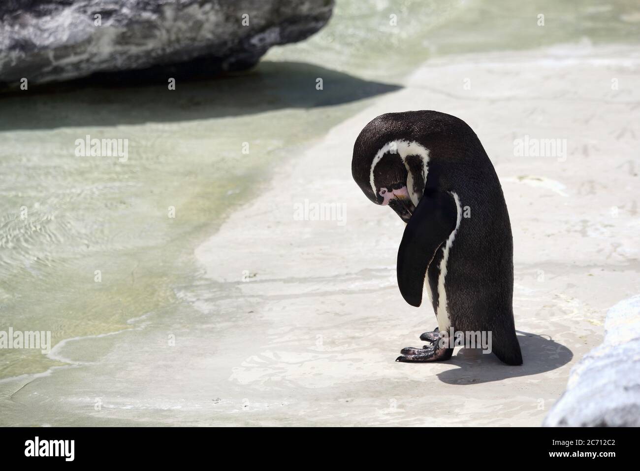 L'uccello pinguino che guarda triste e solo Foto Stock