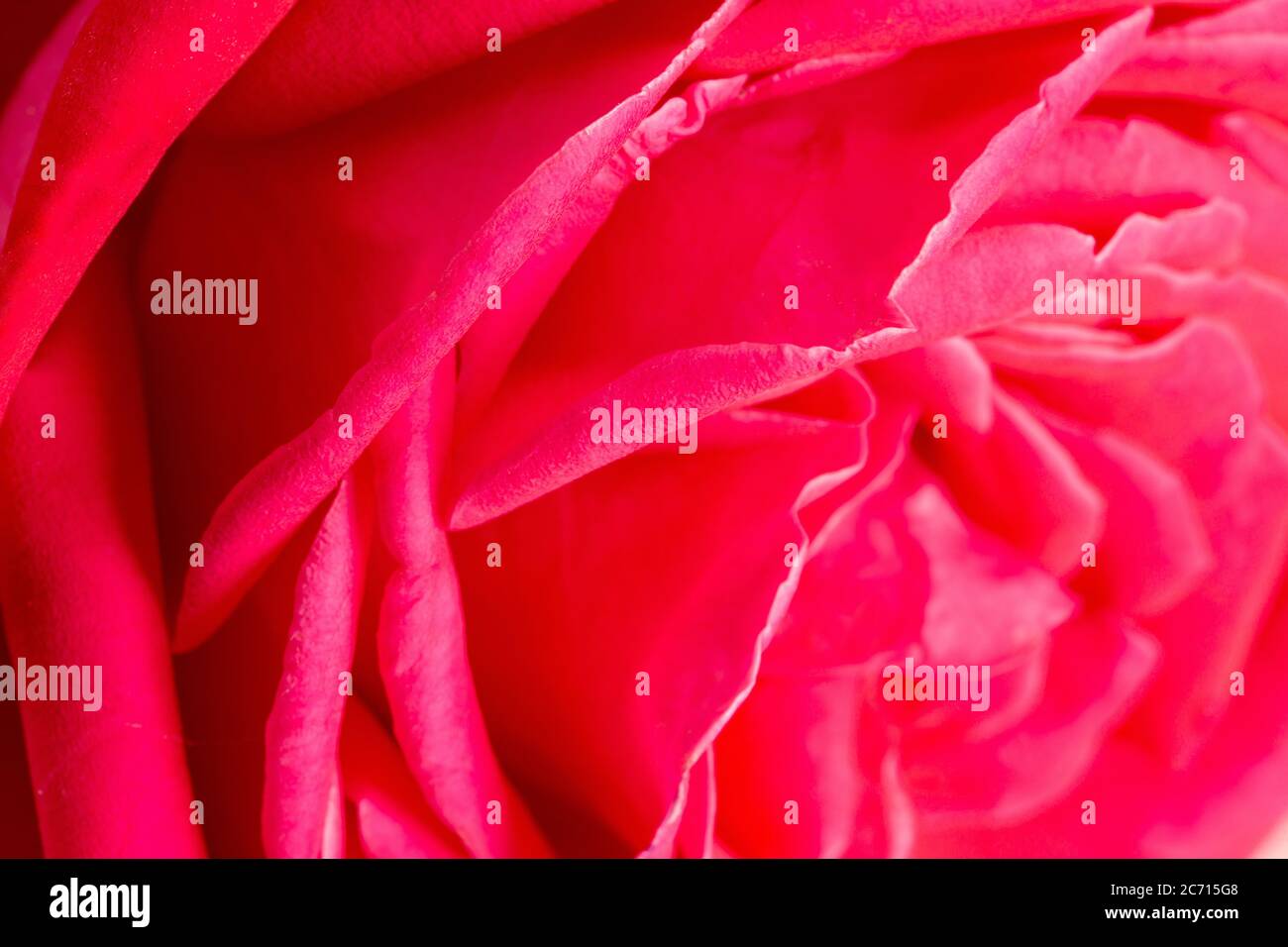 primo piano di petali rosa. Foto Stock