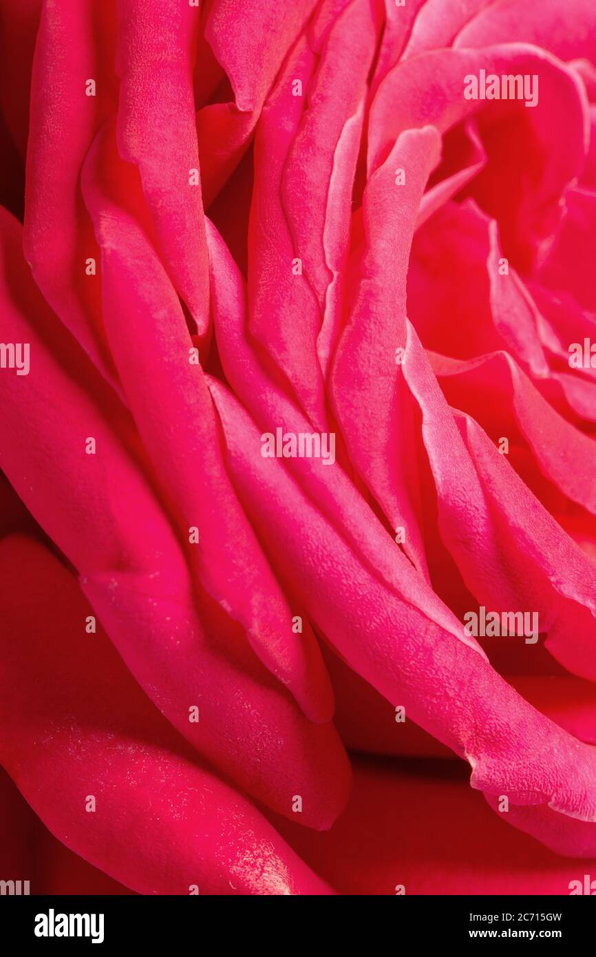 primo piano di petali rosa. Foto Stock