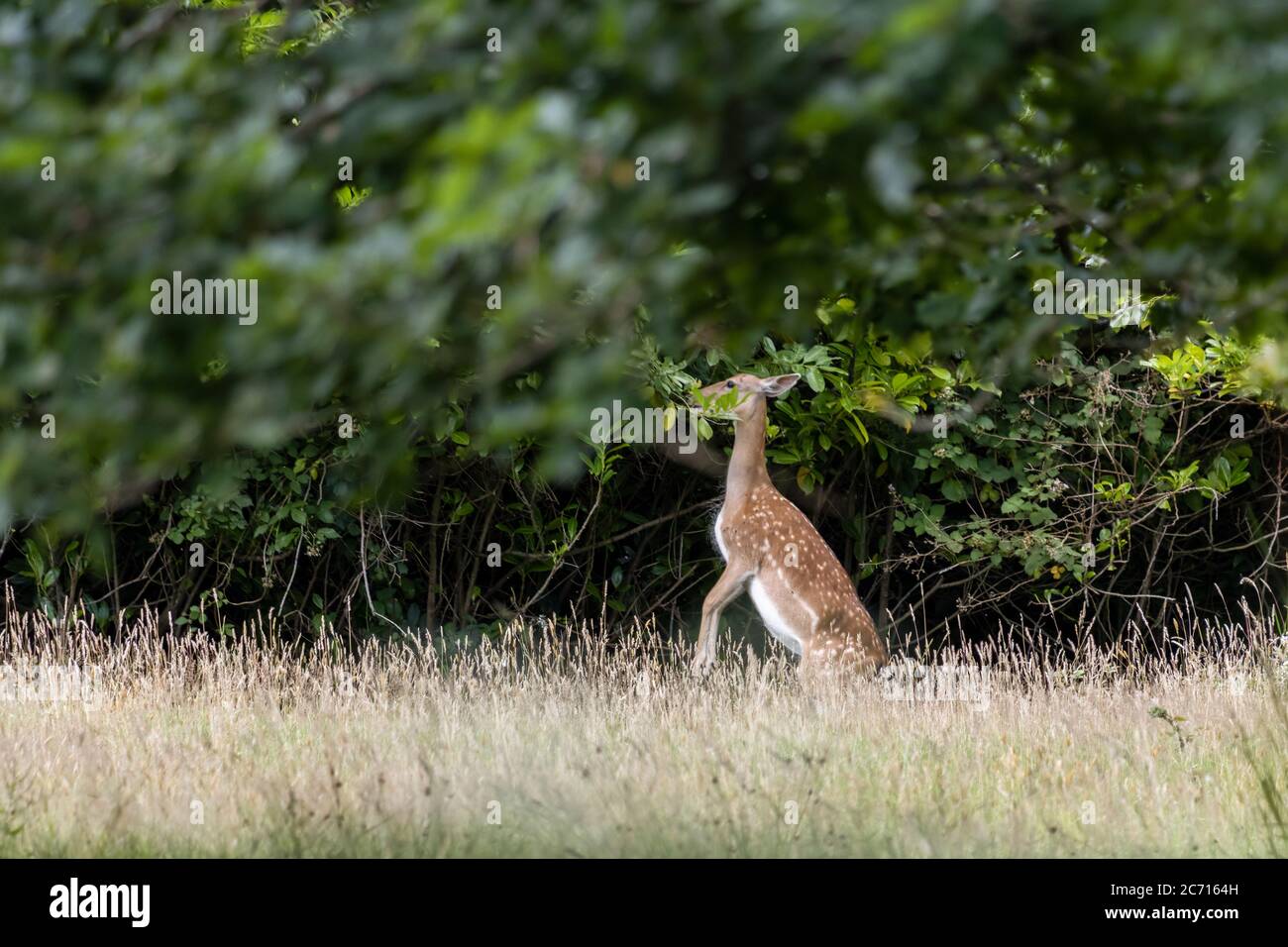 Il cervo della malva (Dama dama) che mangia le foglie nel bosco in East Grinstead Foto Stock