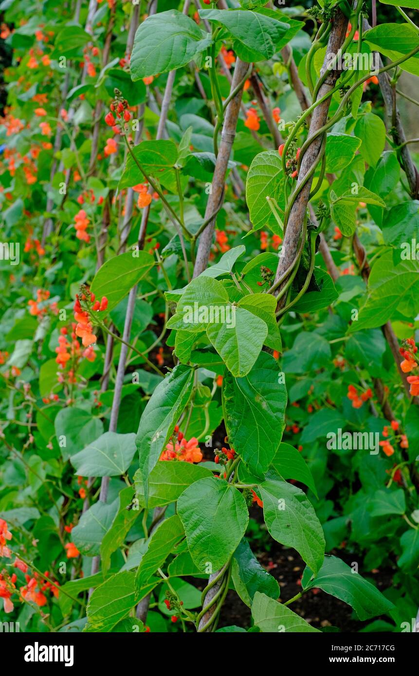 fagioli di runner fioriti che crescono le canne nel giardino inglese, norfolk, inghilterra Foto Stock