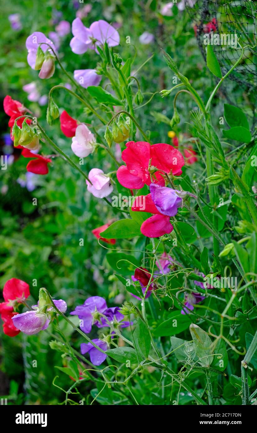 piselli dolci che crescono in giardino inglese, norfolk, inghilterra Foto Stock