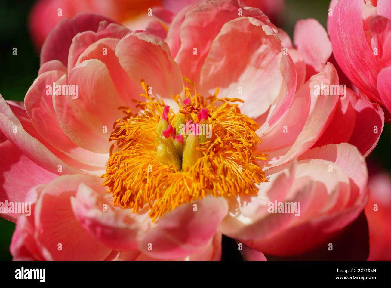 Corallo fascino arancio rosa fiore di pony in fiore Foto Stock