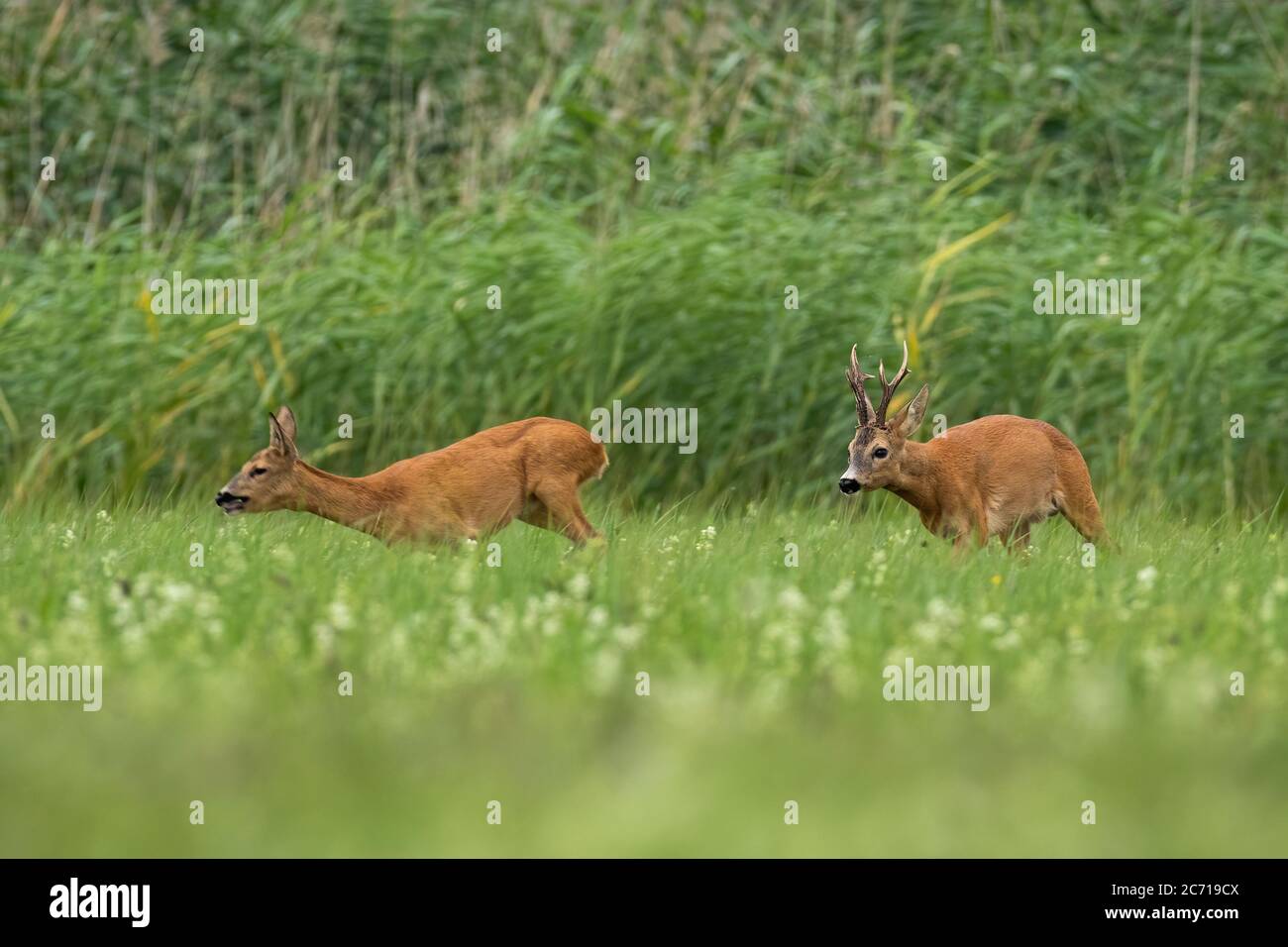 Due caprioli che corrono sul campo nella stagione della caccia. Foto Stock