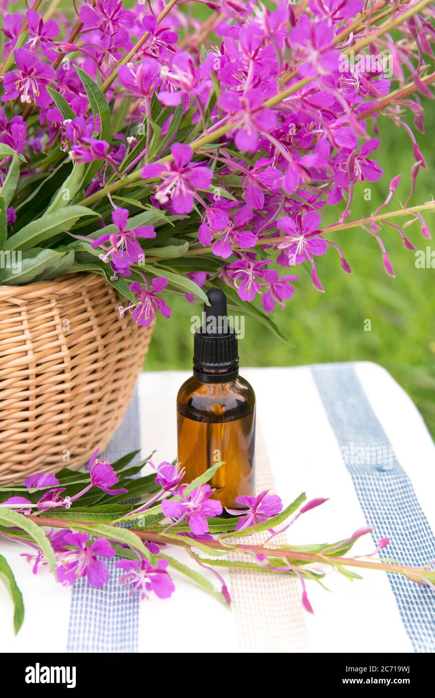Bouquet di Chamaenerion angustifolium, fireweed, willowwib grande, willowwib Rosebay, Laurel di Sant'Antonio: Fiore di erbe medicinali rosa con. Foto Stock